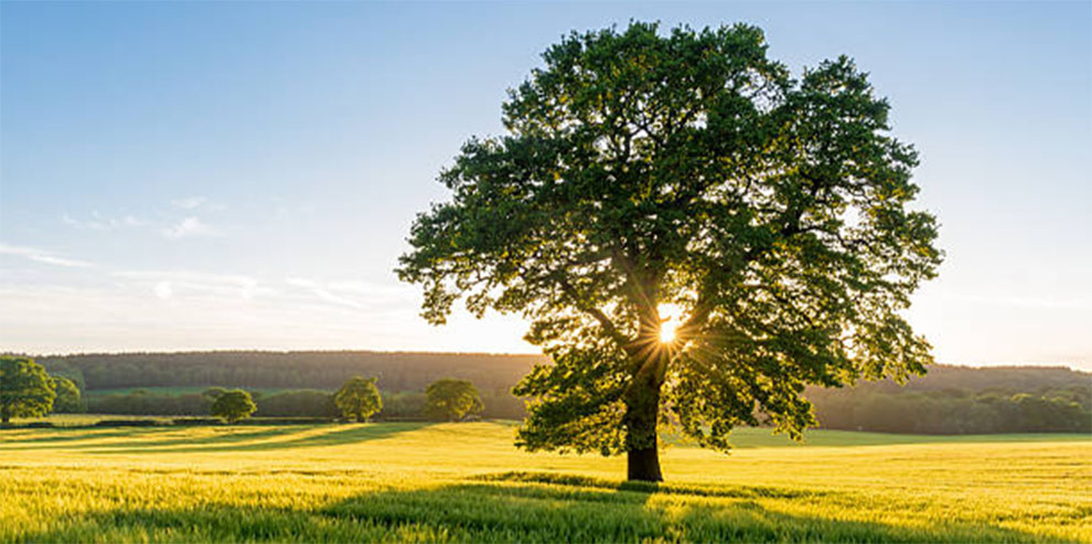 Sycamore Maple Tree