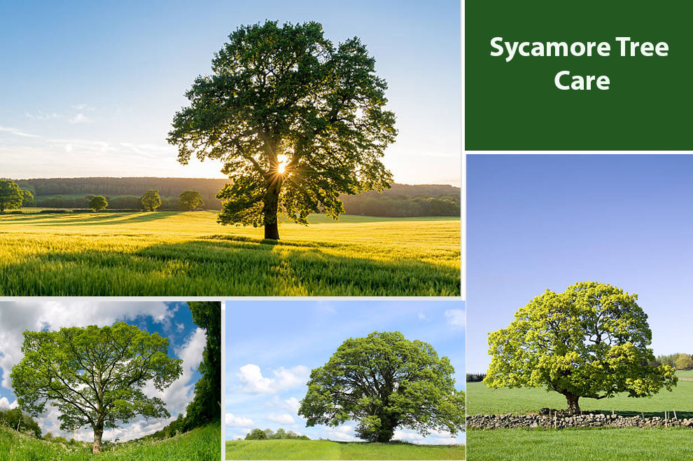 Sycamore Tree Care