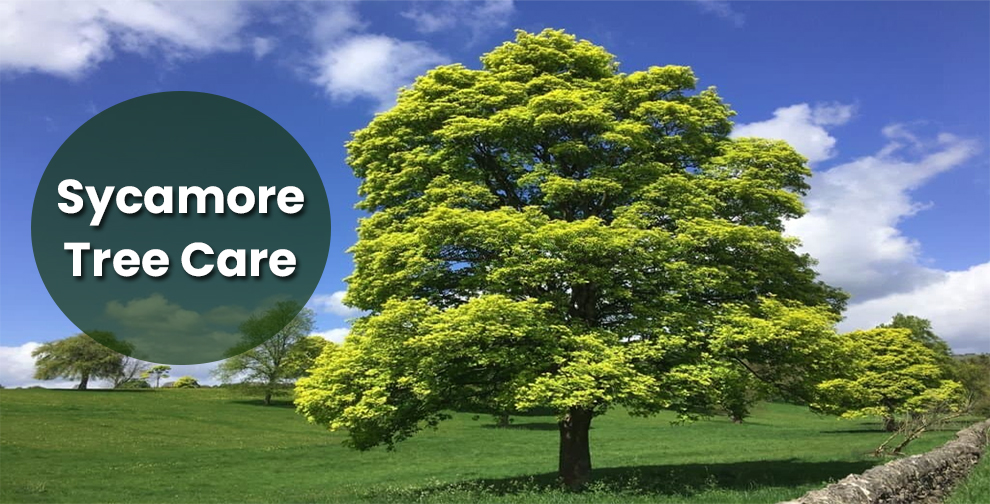 Sycamore Tree Care