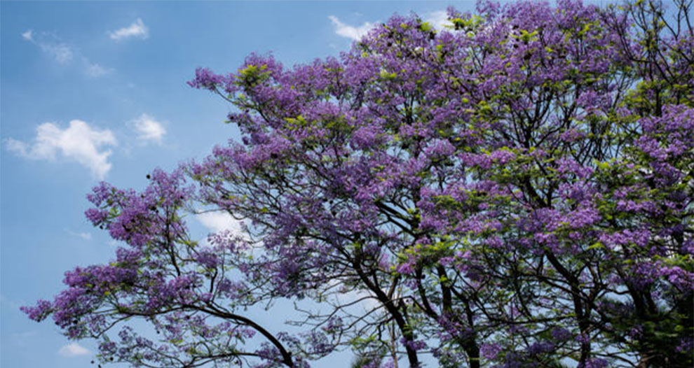 Preferred Location for the Growth of Jacaranda Trees