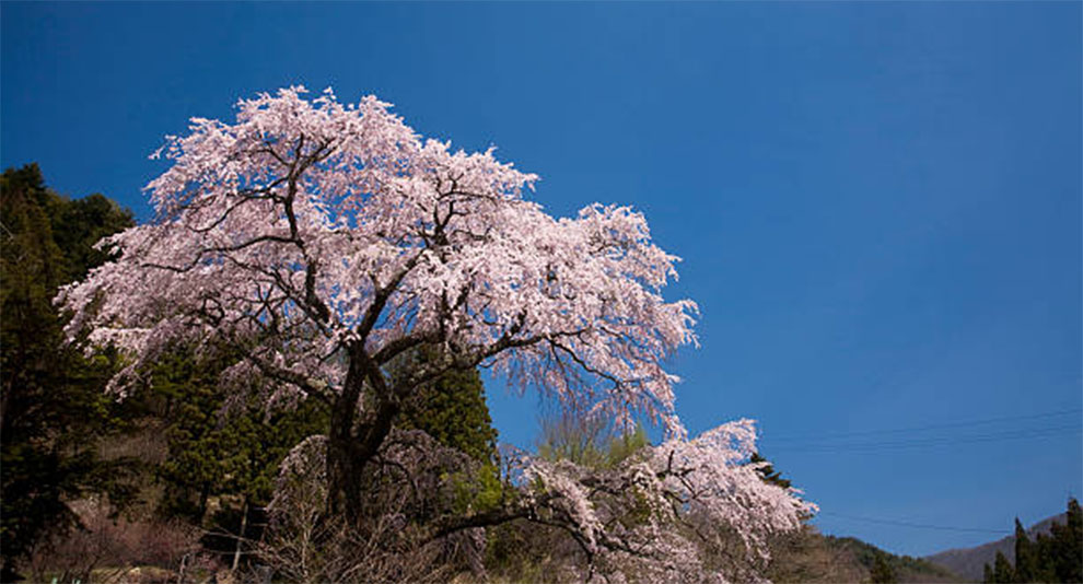 The Oyama Tree