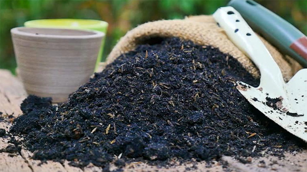 Thinking About Natural Fertilizer for Pine Trees