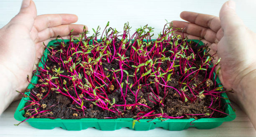 Transplanting The Seedlings To A Permanent Location