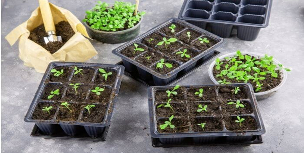 Transplanting The Seedlings To A Permanent Location