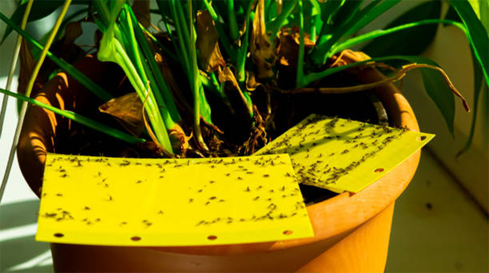 Treat Fungus Gnats In Houseplants Naturally
