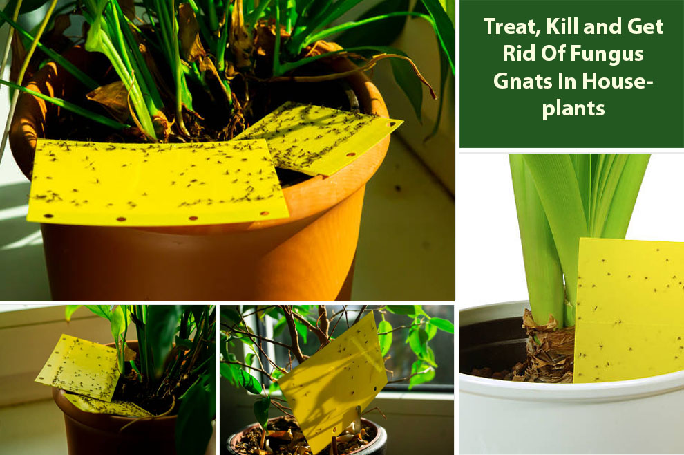 Treat, Kill and Get Rid Of Fungus Gnats In Houseplants