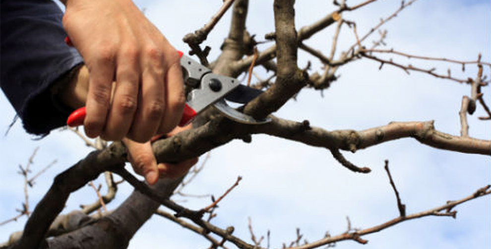  Trimming a deciduous magnolia