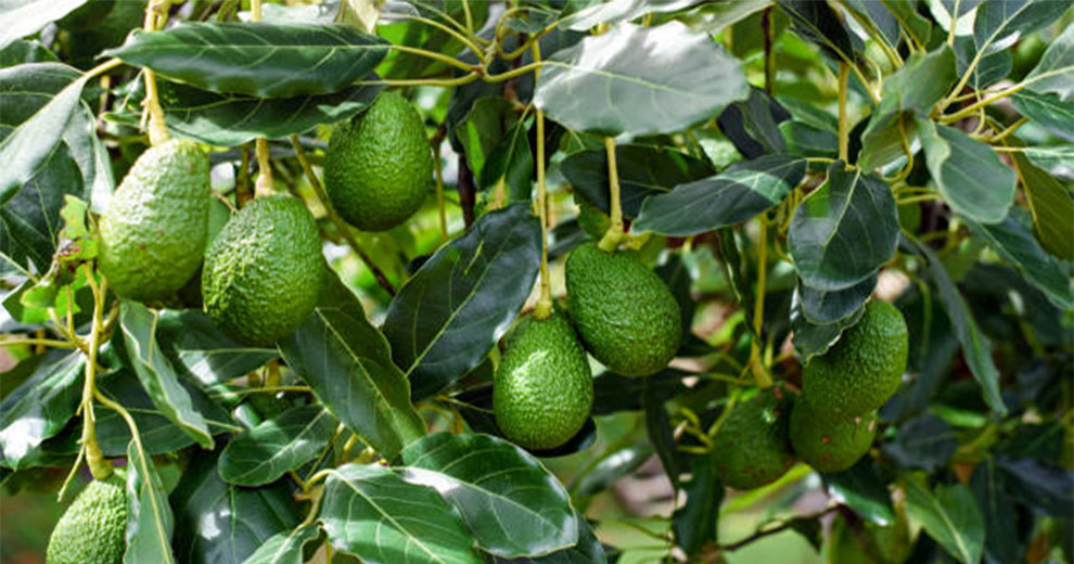 Avocados Trees