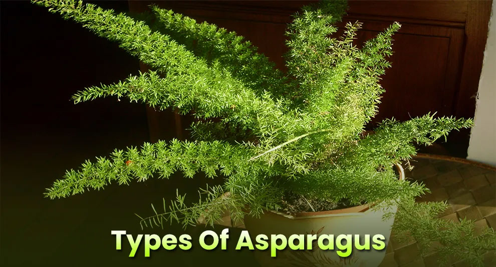 Types of asparagus