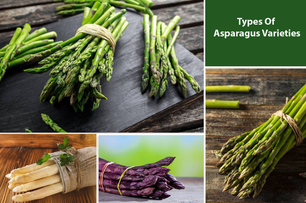 Types of Asparagus Varieties