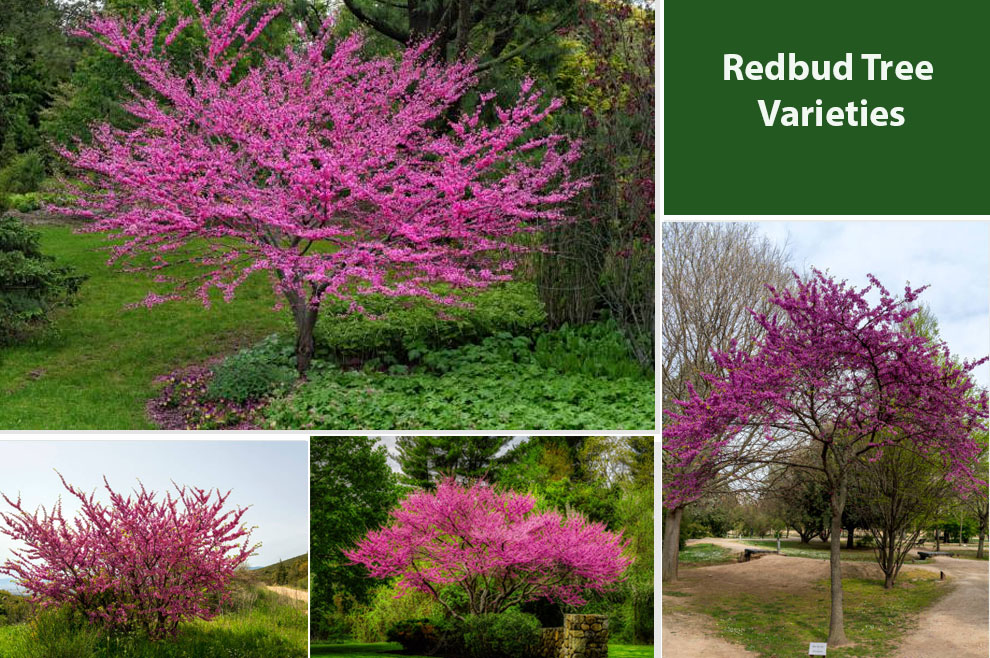 Types of Redbud Tree