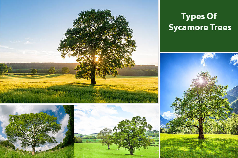 Different Types Of Sycamore Trees