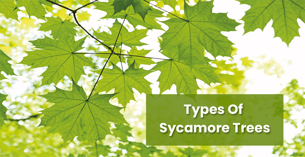 Sycamore types