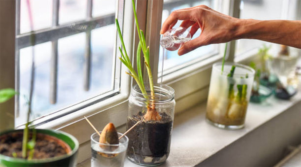 Water In My Avocado Plant