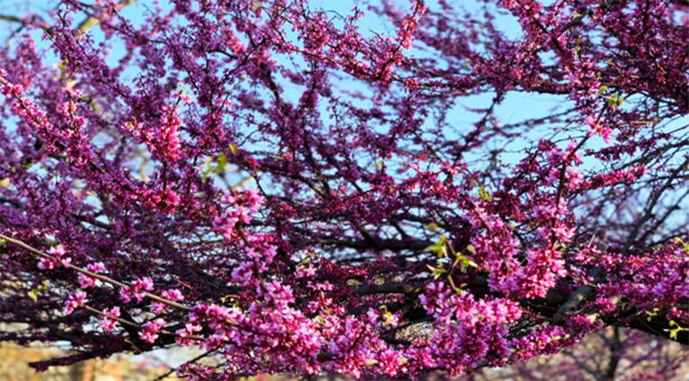 Weeping Lavender Twist Redbud