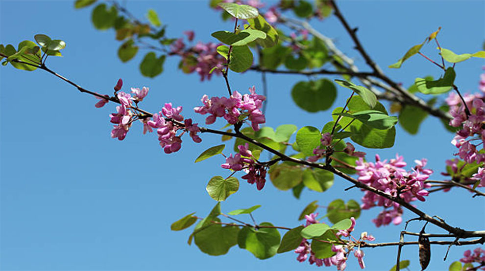 Western Redbud