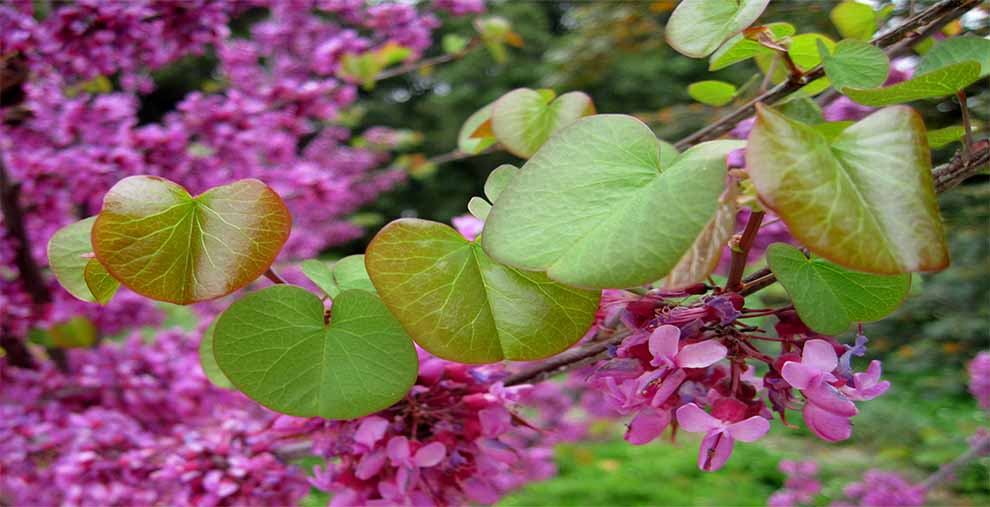 Western Redbud