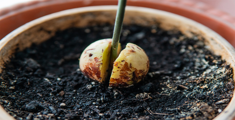 What Does An Avocado Seed Look Like When It Sprouts