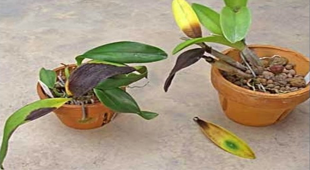 What Does It Mean When You Notice Orchid Leaves Turning Yellow With Black Spots