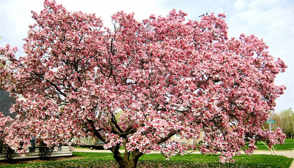 Plant A Japanese Magnolia Tree
