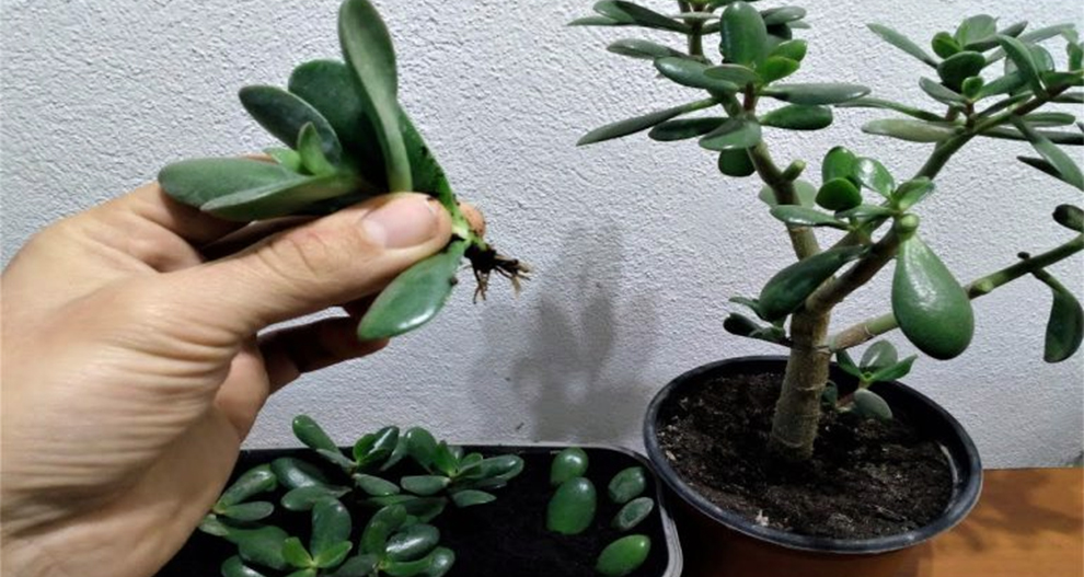 Where To Cut Jade Plants For Propagation