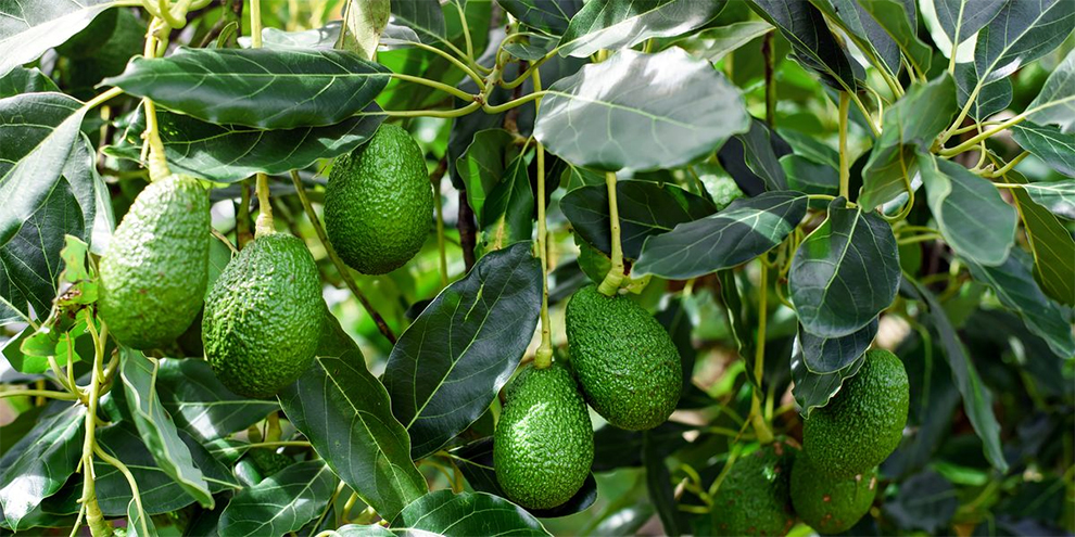 Which avocados to grow