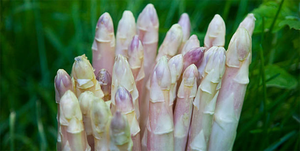 White Asparagus