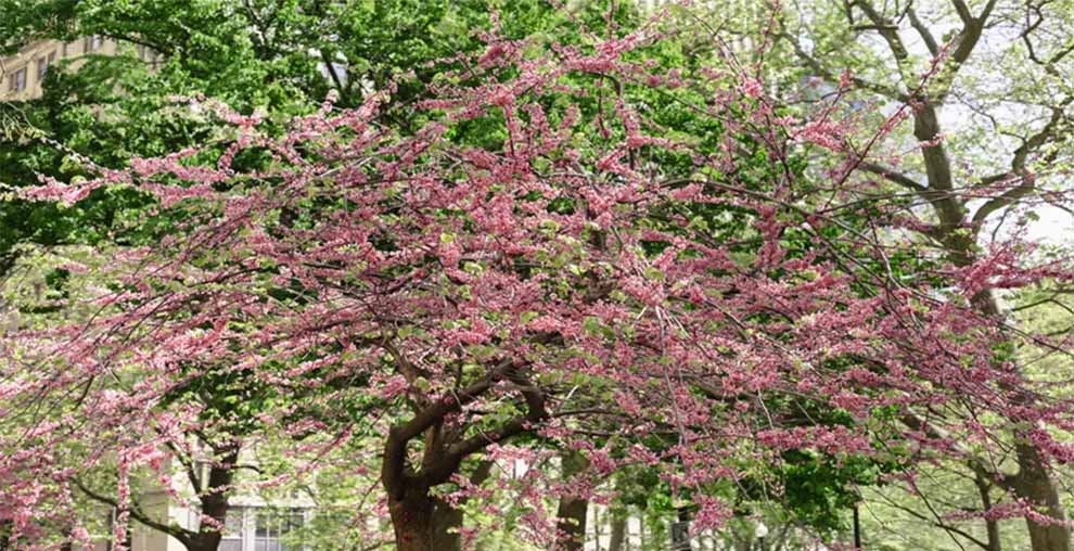 Redbud Tree Not Blooming