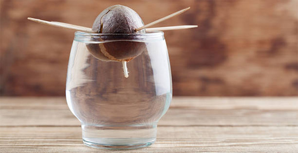 Plant Avocado Seed In Water Without A Toothpic