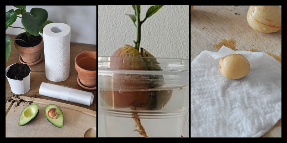 Plant Avocado Seed In Water Without A Toothpic