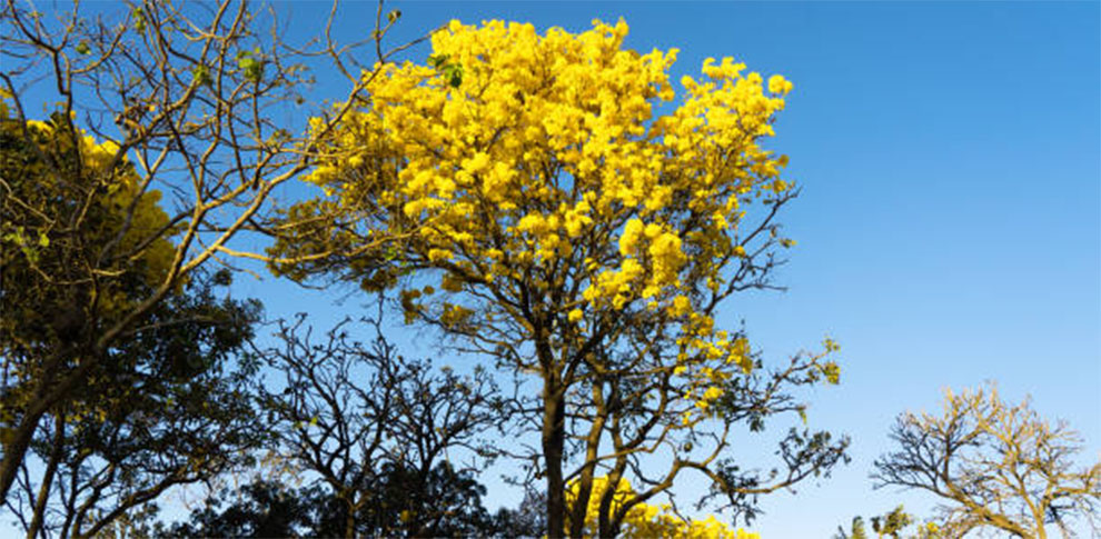 Yellow Jacaranda Growth Rate