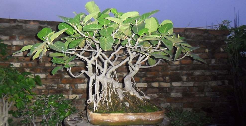 A Banyan Tree Grow From A Stem
