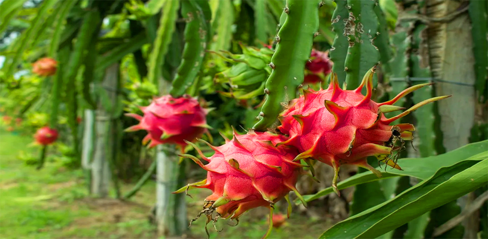 A Dragon Fruit To Produce Frui