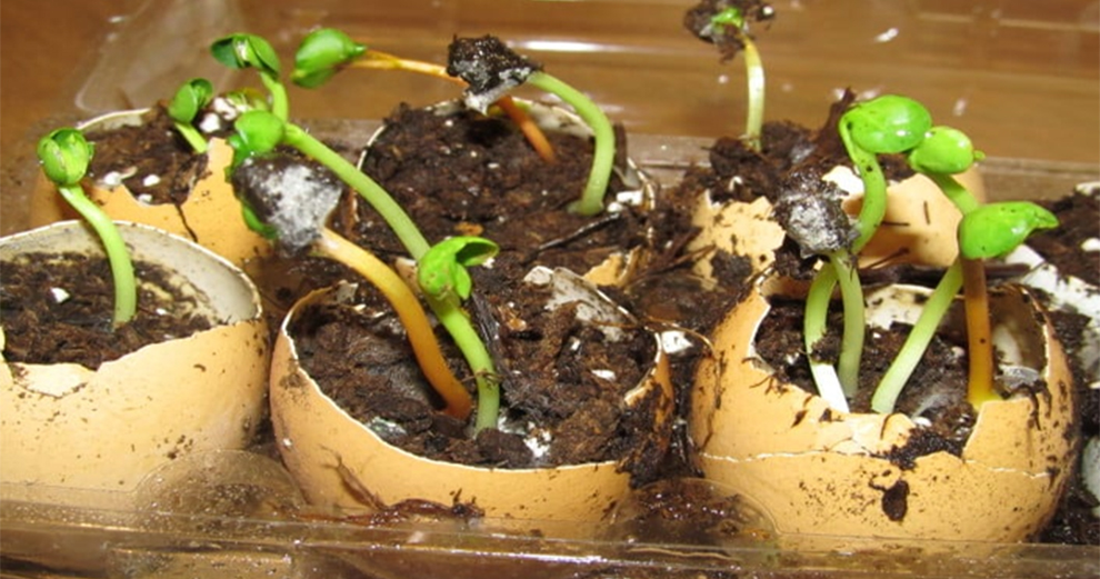  Add Eggshell to Jade Soil