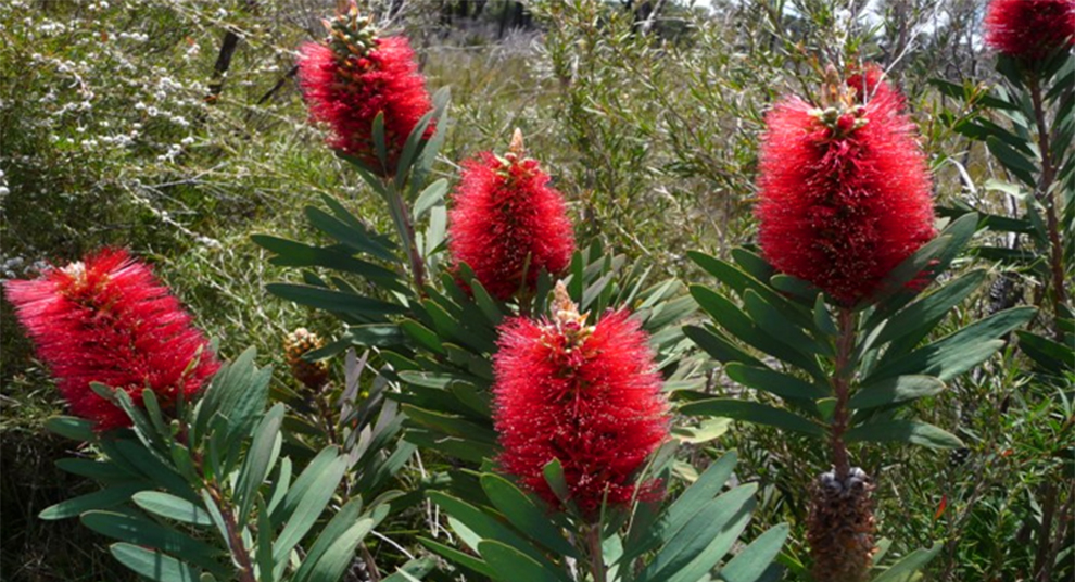 Albany Bottle Brush