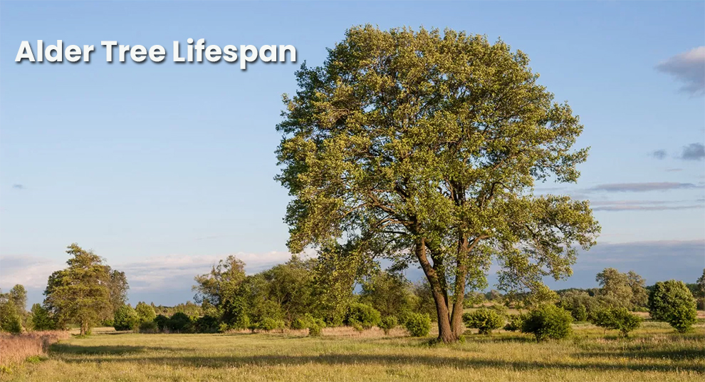Alder Tree Lifespan