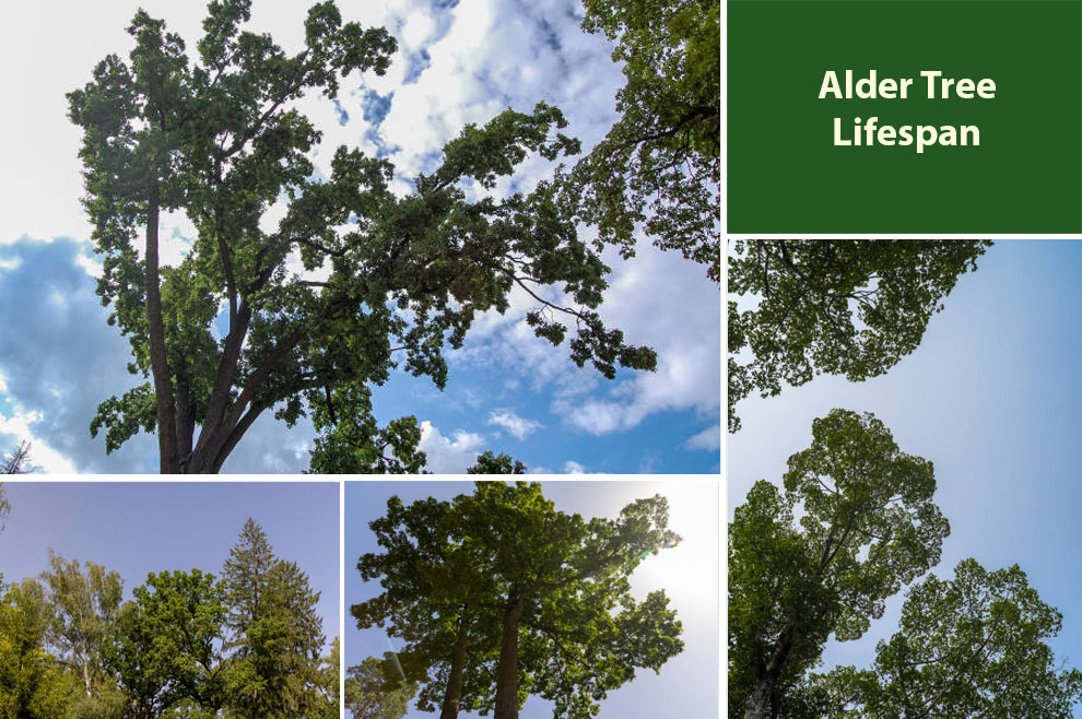 Alder Tree Lifespan