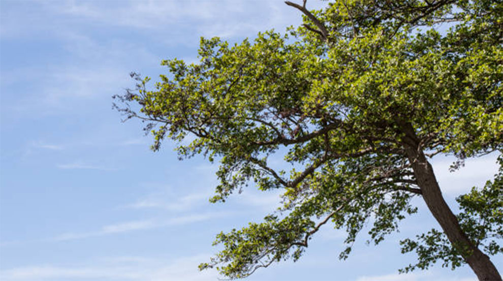 Alder Trees Live