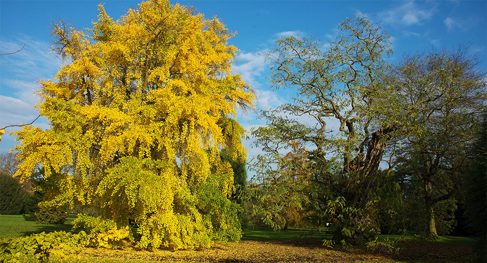 All About Ginkgo Biloba Trees