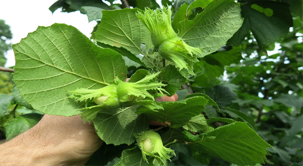 American Hazelnut Tree