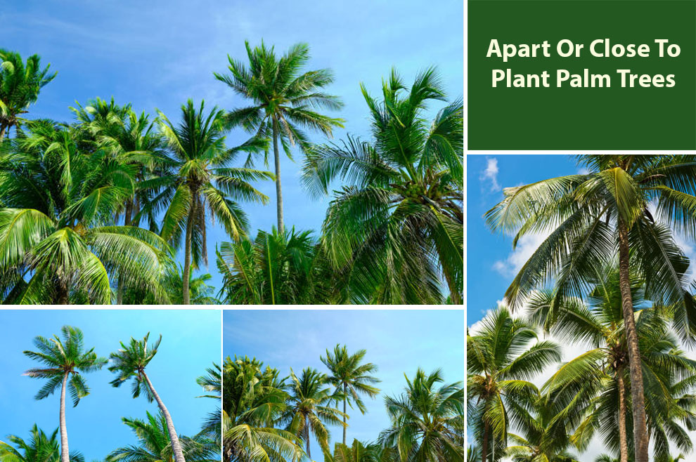 Apart or Close To Plant Palm Trees 