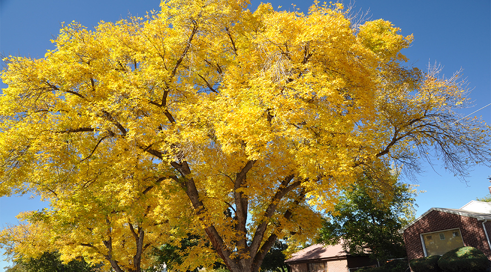 Autumn Gold Ginkgo Growth Rate