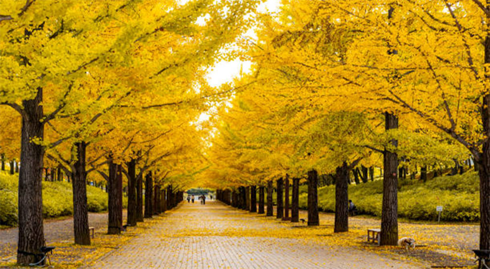 Autumn Gold Ginkgo Growth Rate