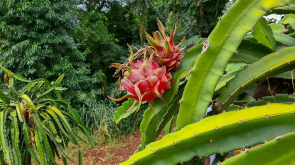 Baby Dragon Fruit Cactus