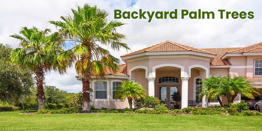 Backyard Palm Trees 
