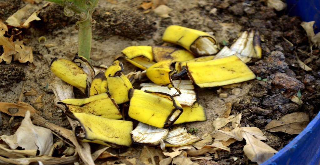 Banana peel fertilizer for jade plant