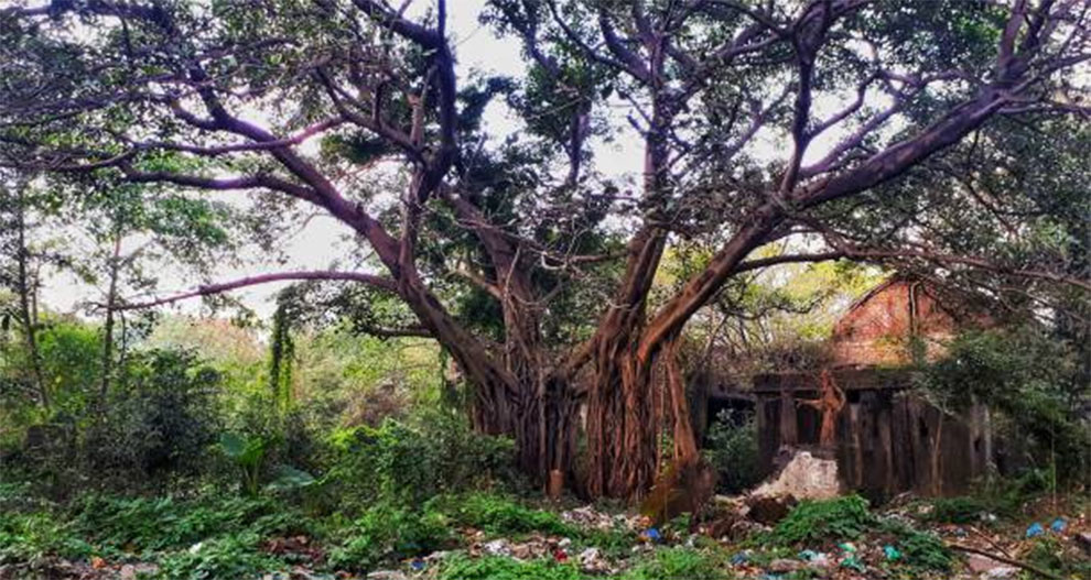 Banyan Tree Grow From A Stem