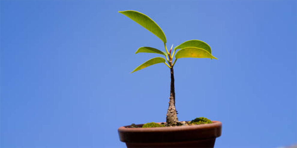 Growing Banyan Tree Houseplant In A Pot