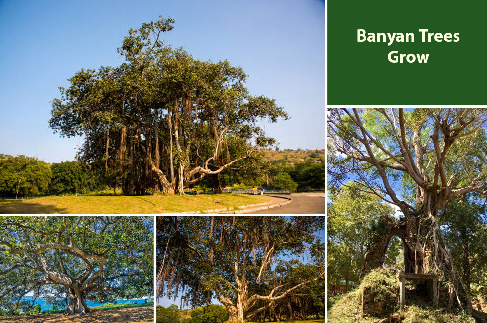 Banyan Trees Grow