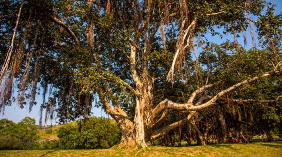 Grow Banyan Trees Outdoors At Home